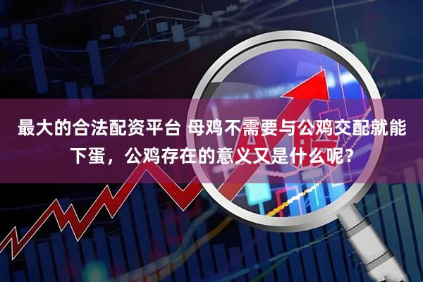 最大的合法配资平台 母鸡不需要与公鸡交配就能下蛋，公鸡存在的意义又是什么呢？